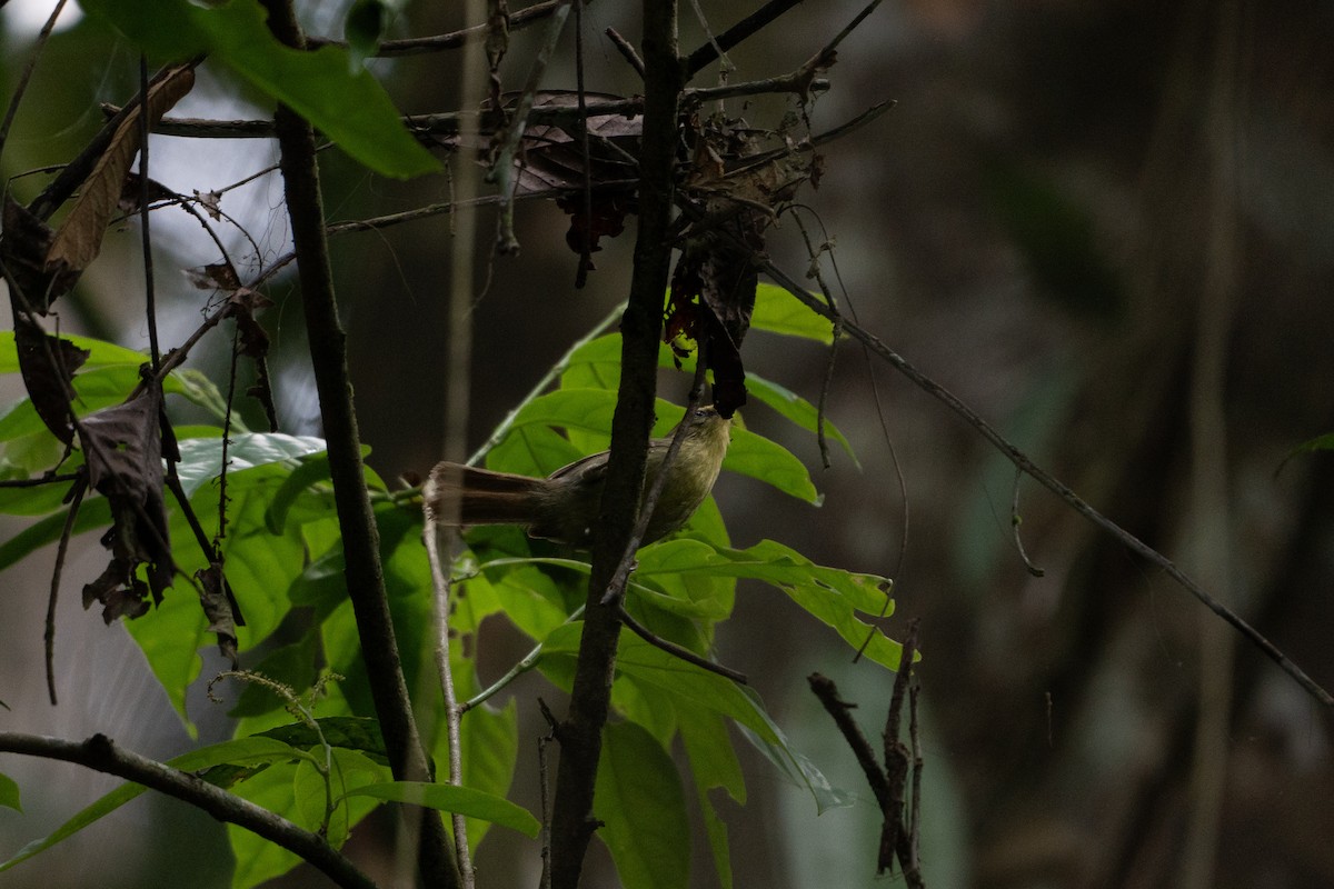 Pin-striped Tit-Babbler - ML620602233