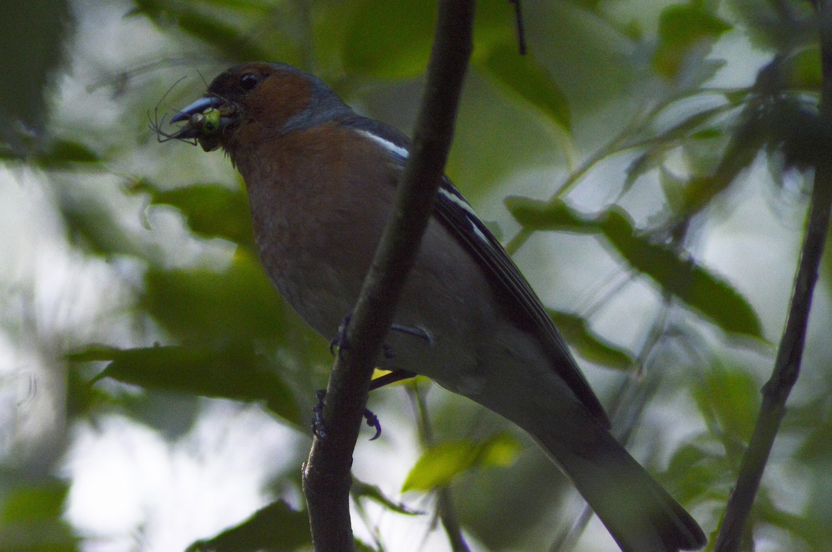 Common Chaffinch - ML620602234