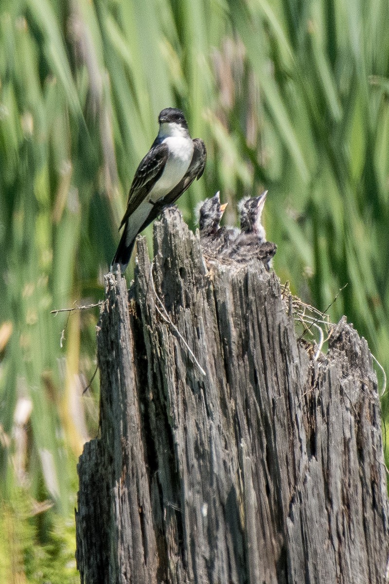 Eastern Kingbird - ML620602235