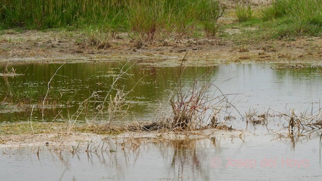 Cigüeñuela Común - ML620602236