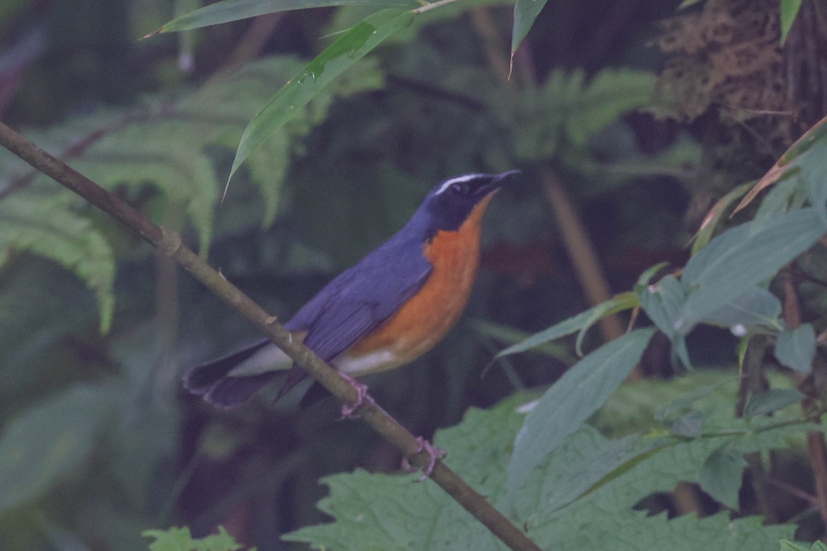 Indian Blue Robin - ML620602239