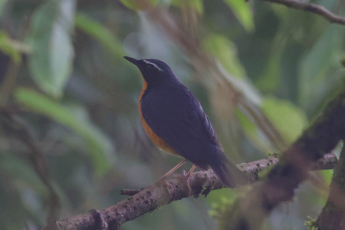 Indian Blue Robin - ML620602241