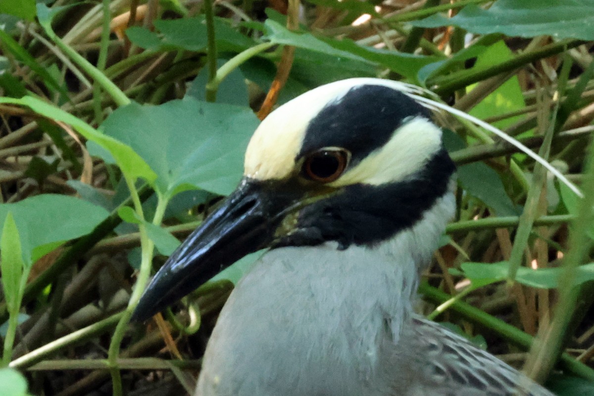 Yellow-crowned Night Heron - ML620602244