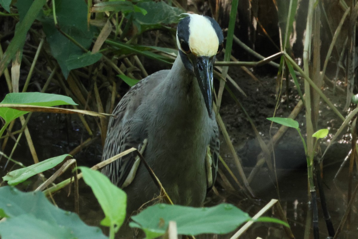 Yellow-crowned Night Heron - ML620602245