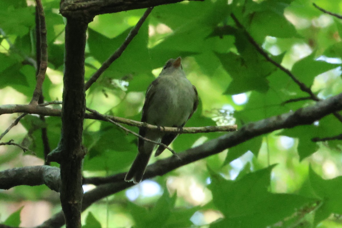 Acadian Flycatcher - ML620602251