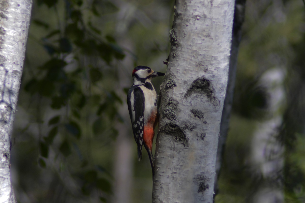 Great Spotted Woodpecker - Nina Faddeeva