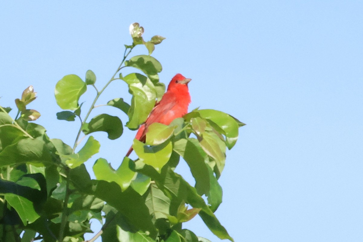 Summer Tanager - ML620602257