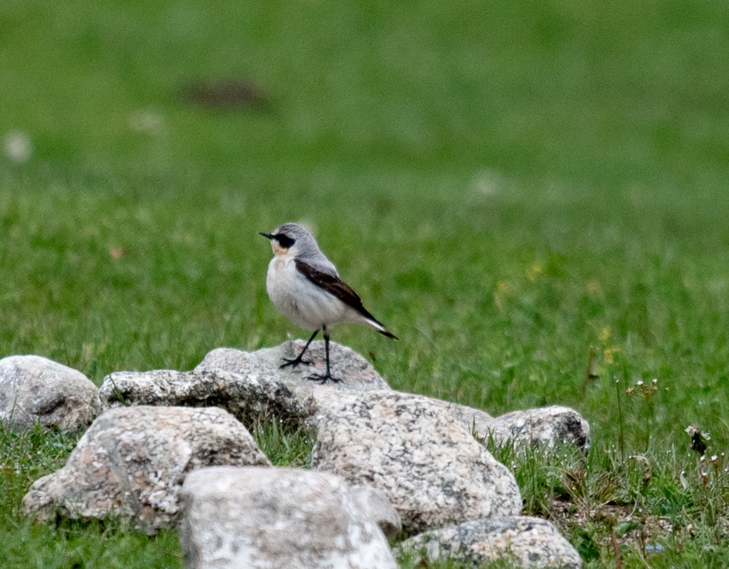 Northern Wheatear - ML620602262