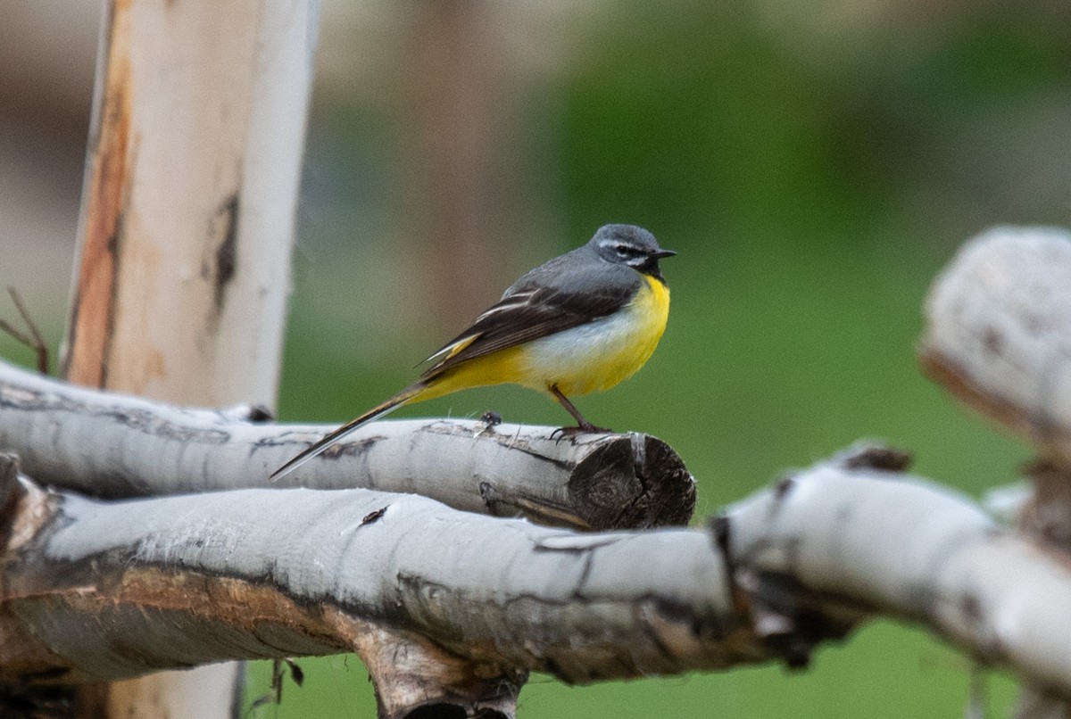Gray Wagtail - Clive Harris