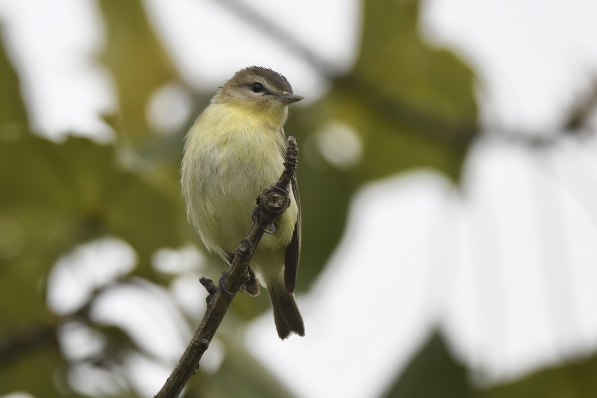 Vireo de Filadelfia - ML620602265