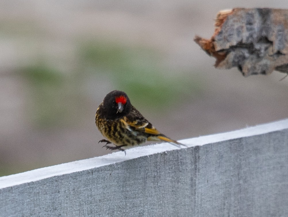 Fire-fronted Serin - ML620602266