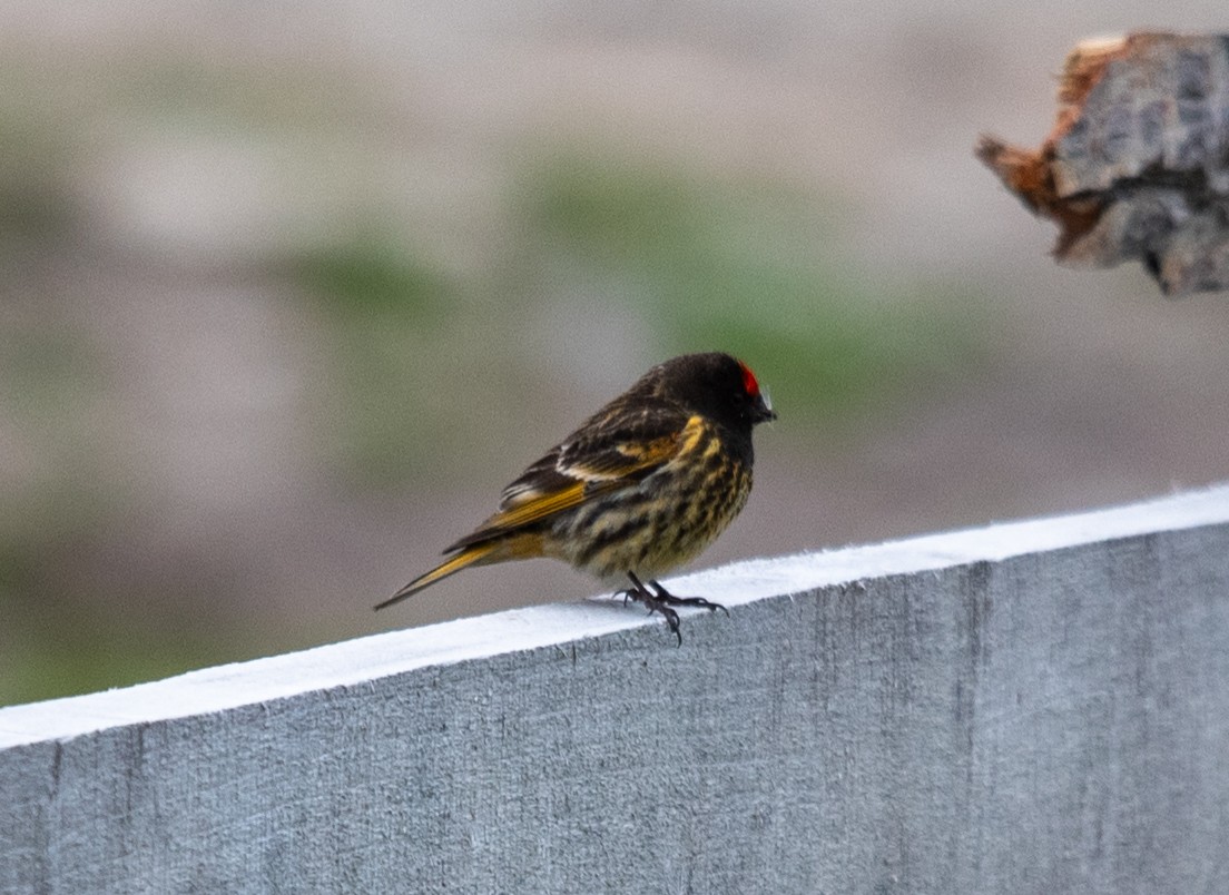 Fire-fronted Serin - ML620602267