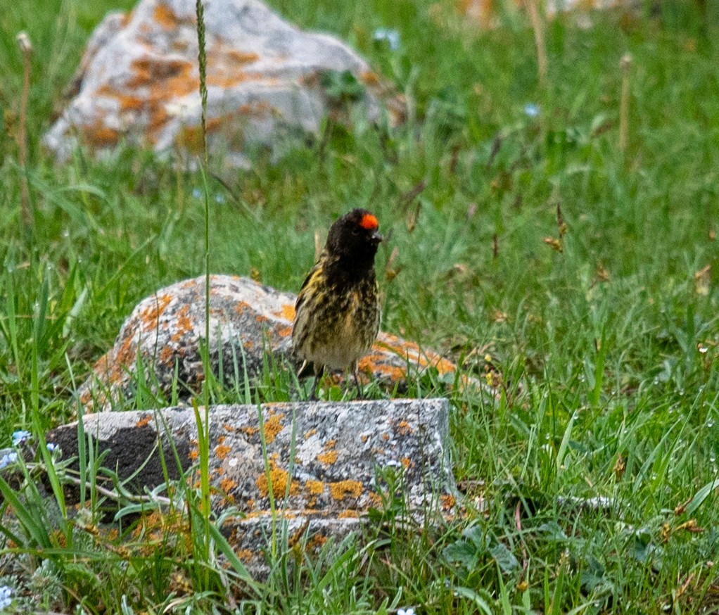 Fire-fronted Serin - ML620602269