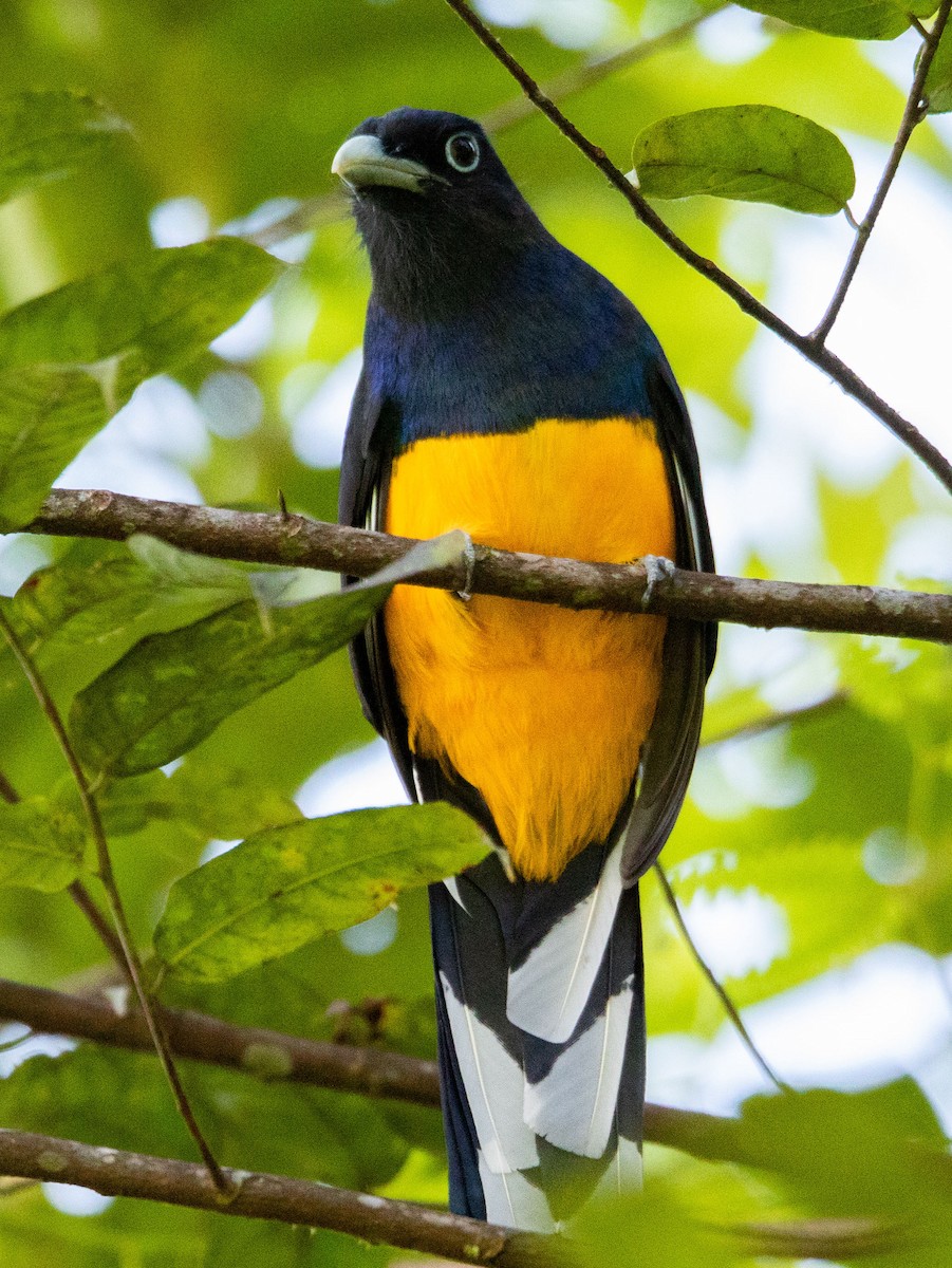 trogon zelenohřbetý - ML620602270