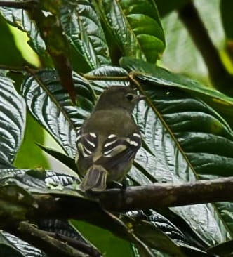 Small-billed Elaenia - ML620602271