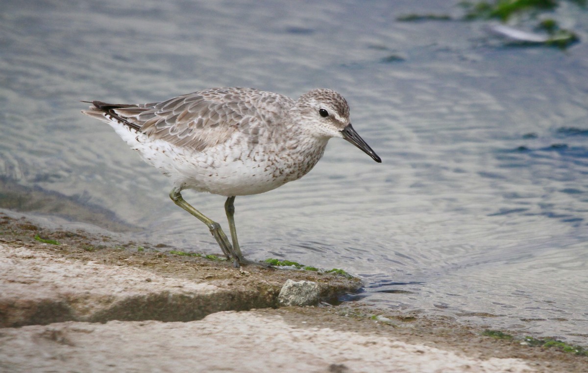 Red Knot - ML620602274