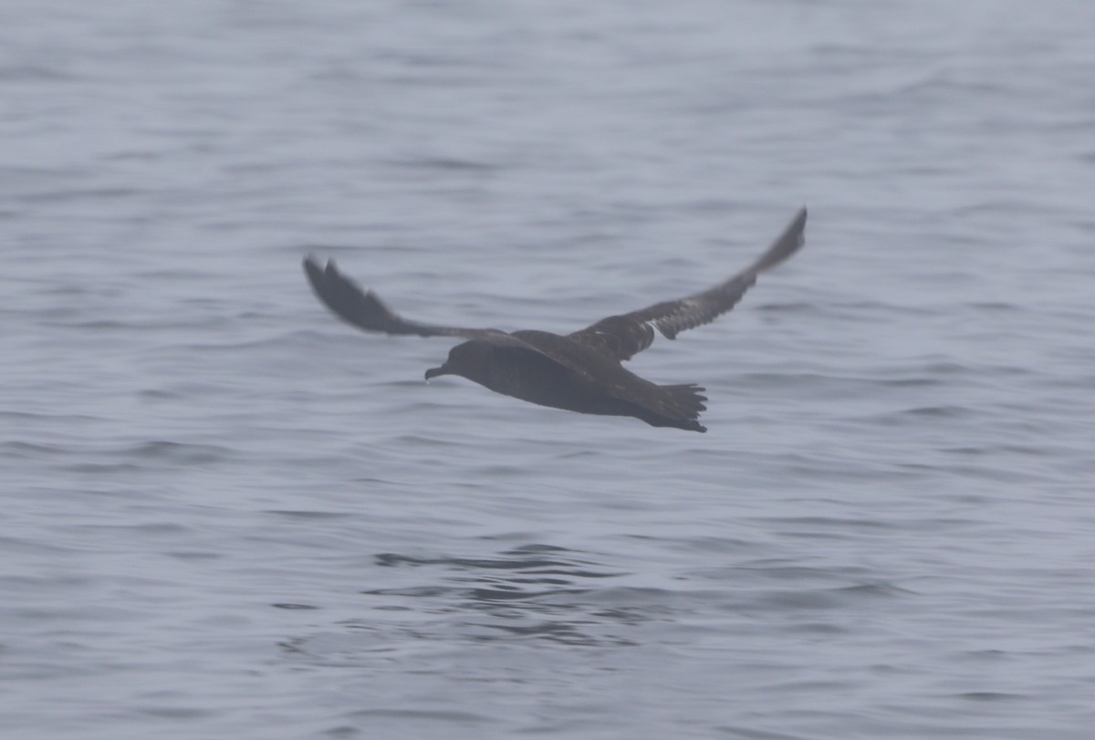 Sooty Shearwater - ML620602275