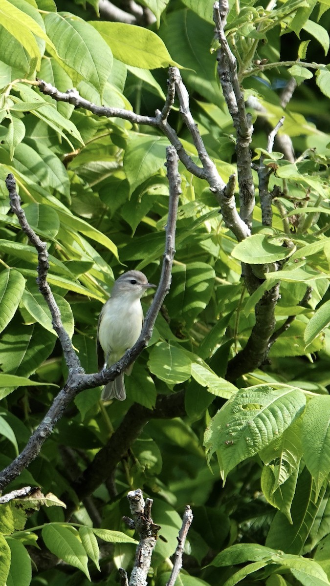 Warbling Vireo (Eastern) - Tom Shepard