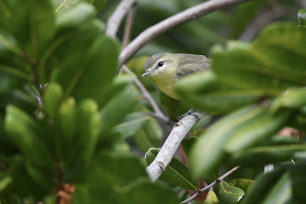 Philadelphia Vireo - Loren Wright