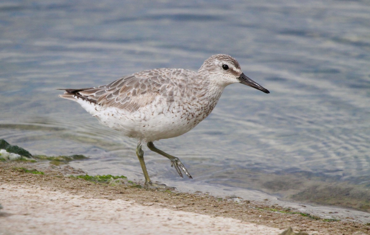 Red Knot - ML620602279