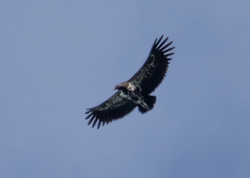 King Vulture - ML620602281