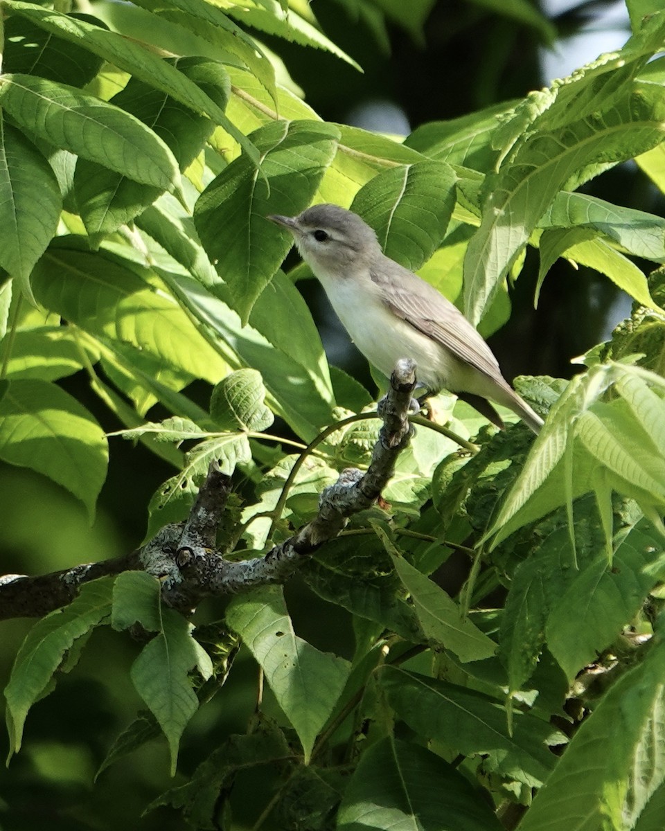 Warbling Vireo (Eastern) - ML620602282