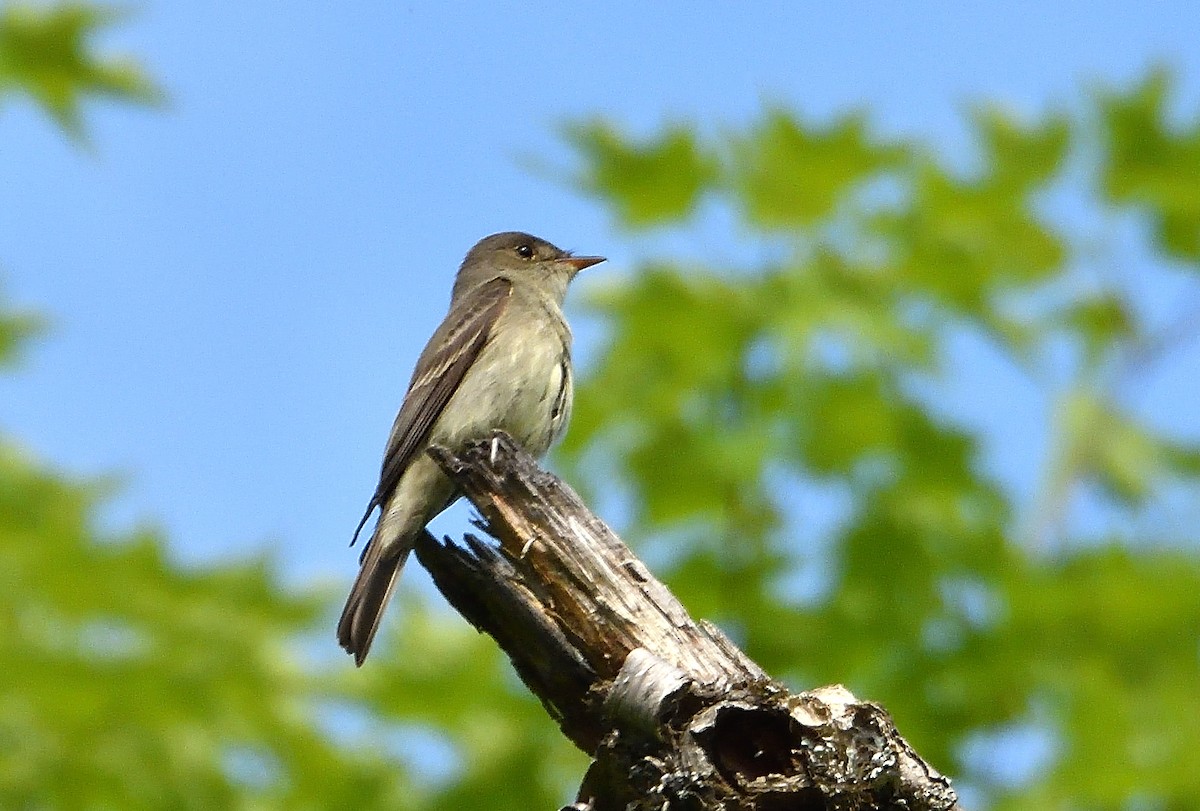 Eastern Wood-Pewee - ML620602284