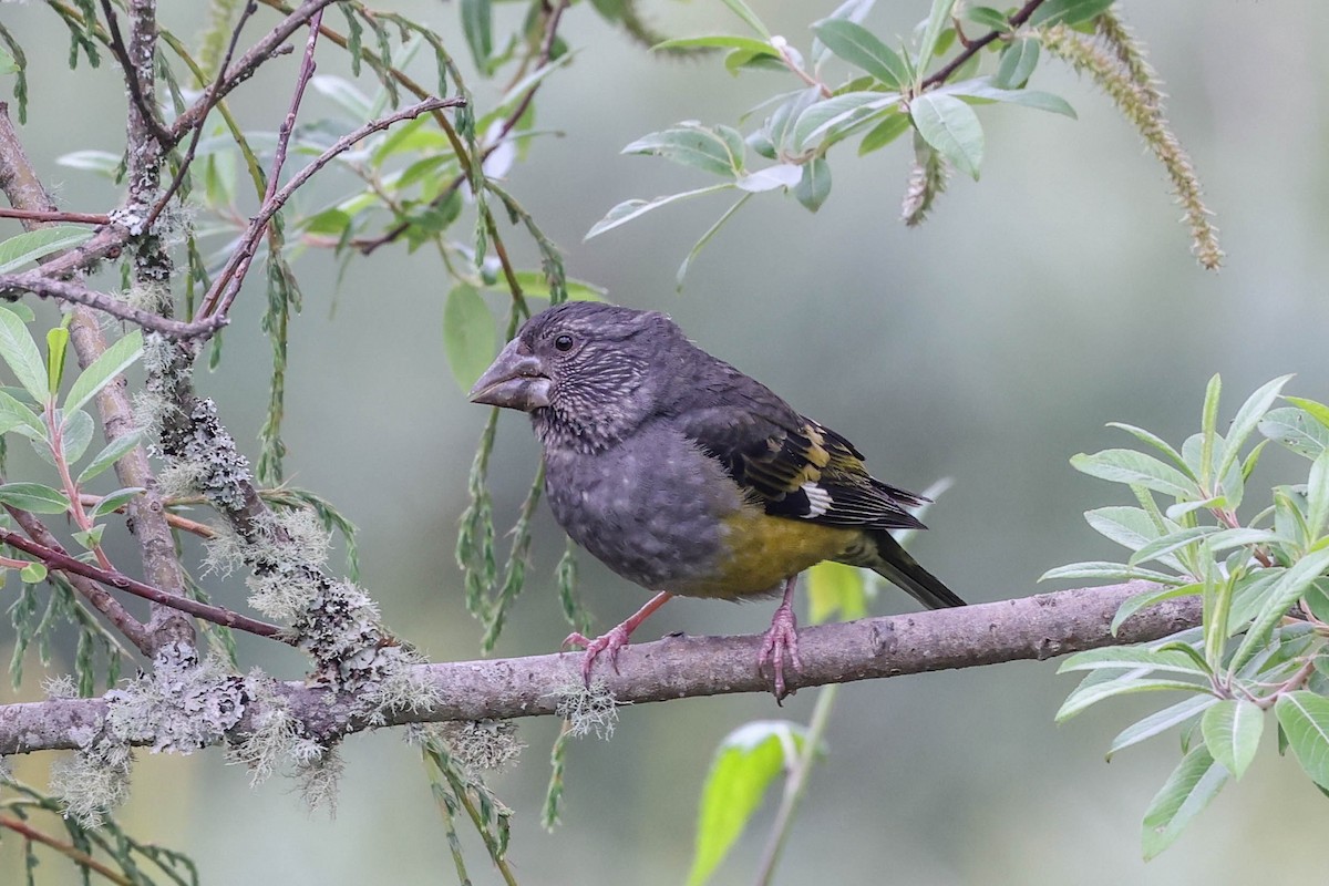 White-winged Grosbeak - ML620602285