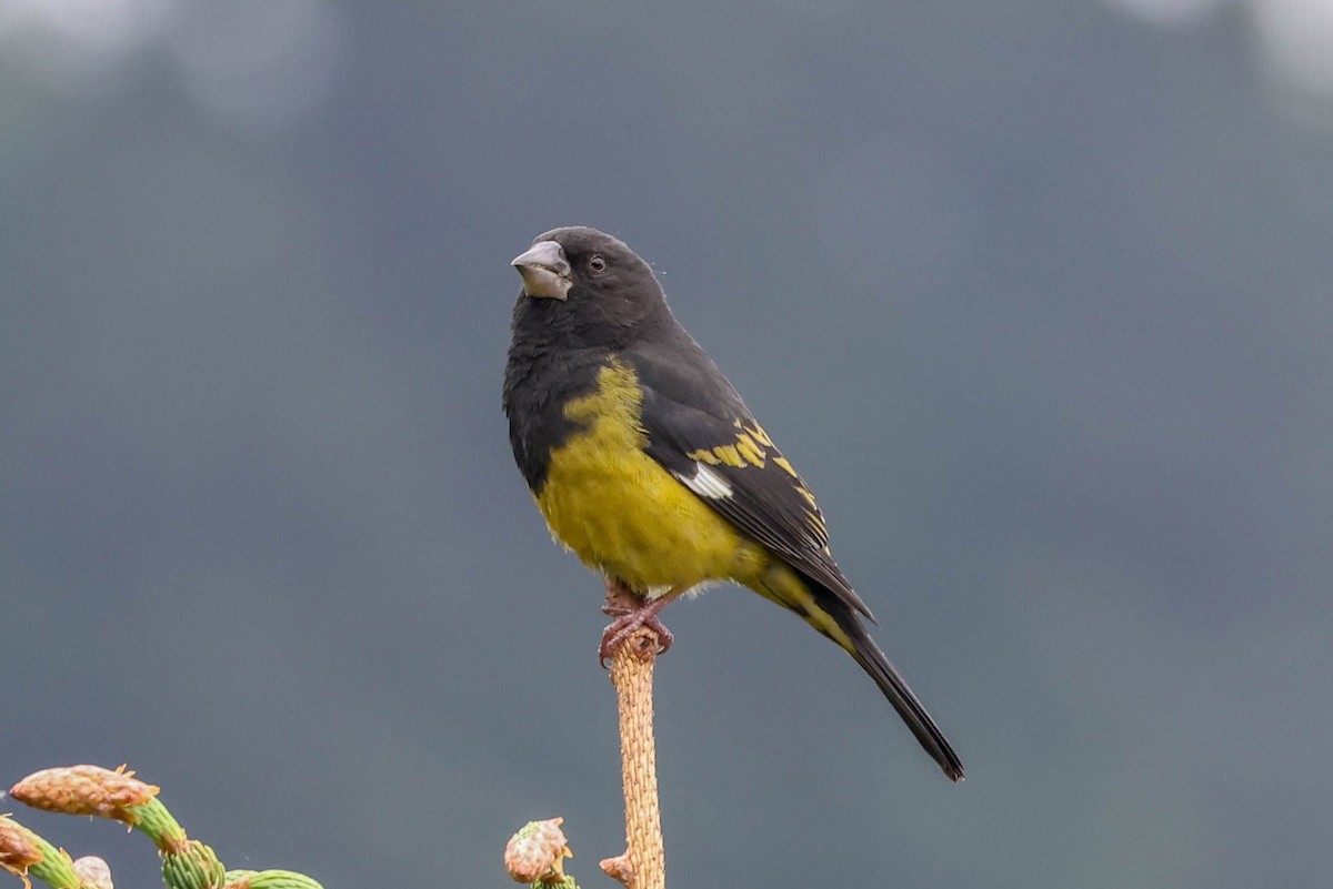 White-winged Grosbeak - ML620602286