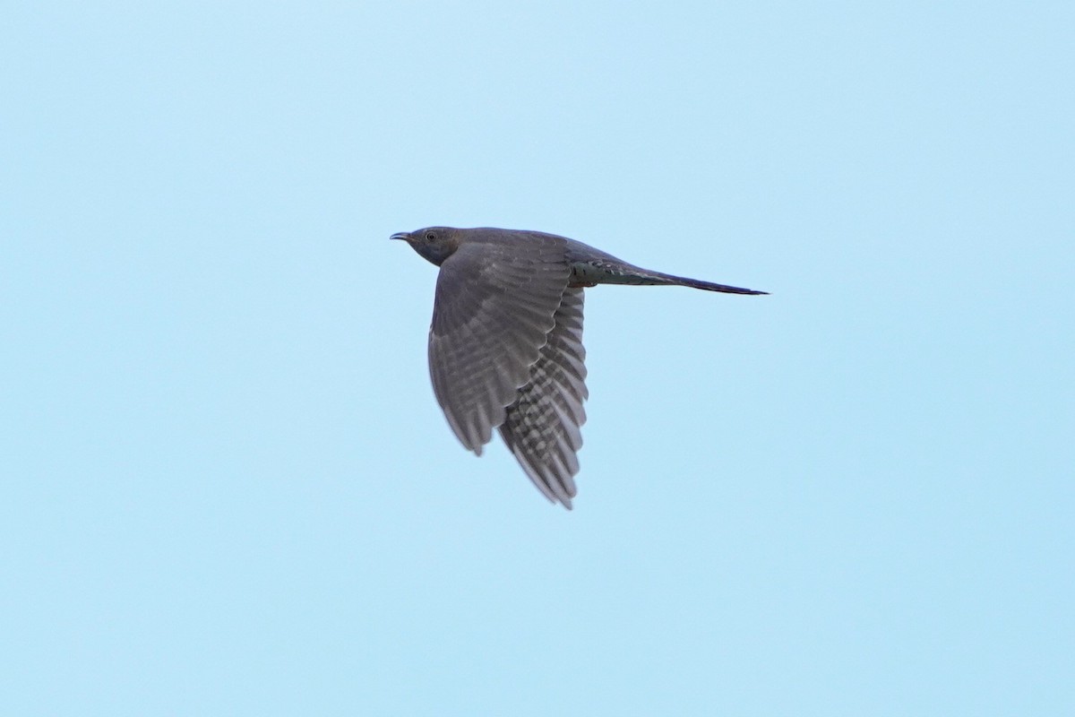 Common Cuckoo - ML620602292