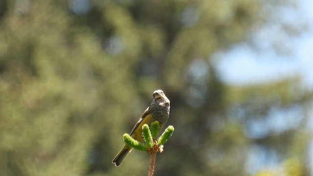 White-winged Grosbeak - ML620602298