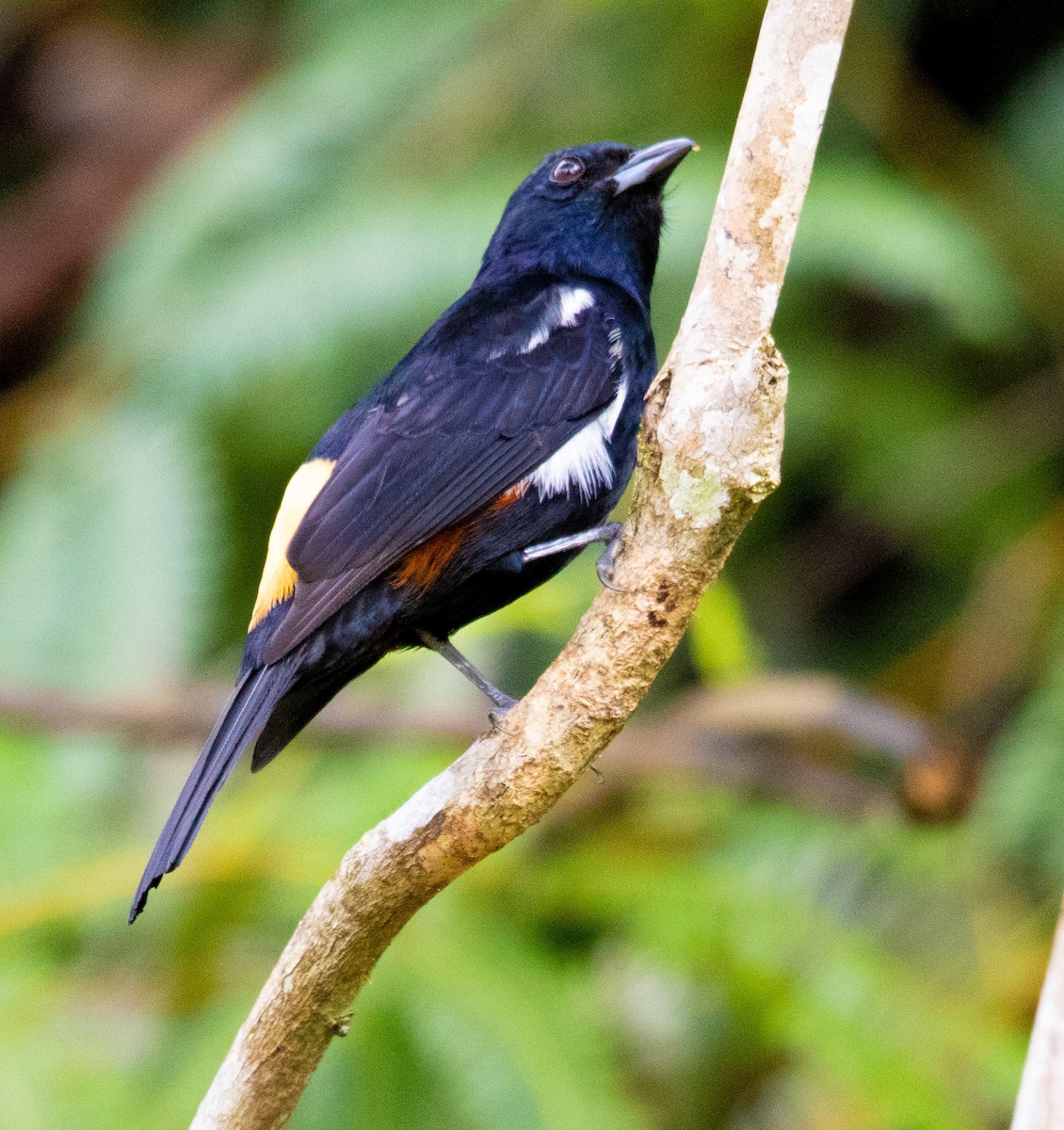 Fulvous-crested Tanager - ML620602306