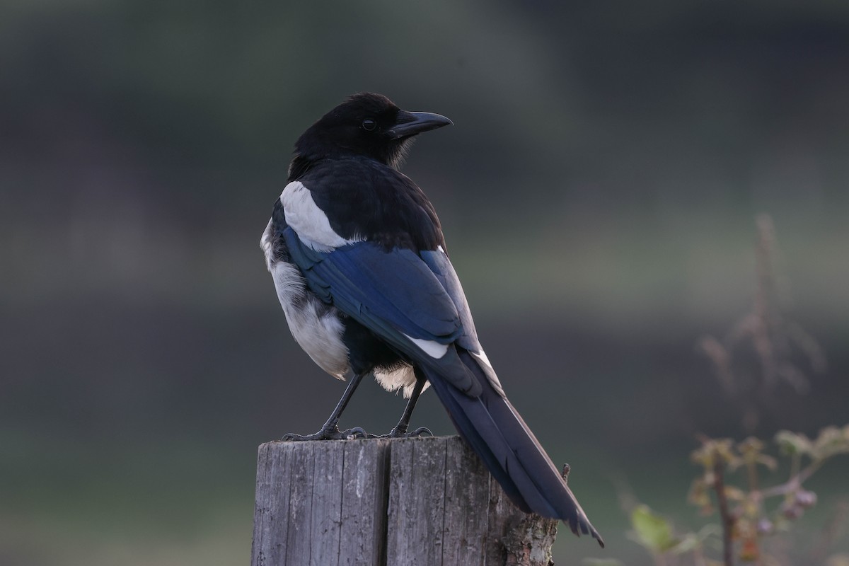 Black-rumped Magpie - ML620602307