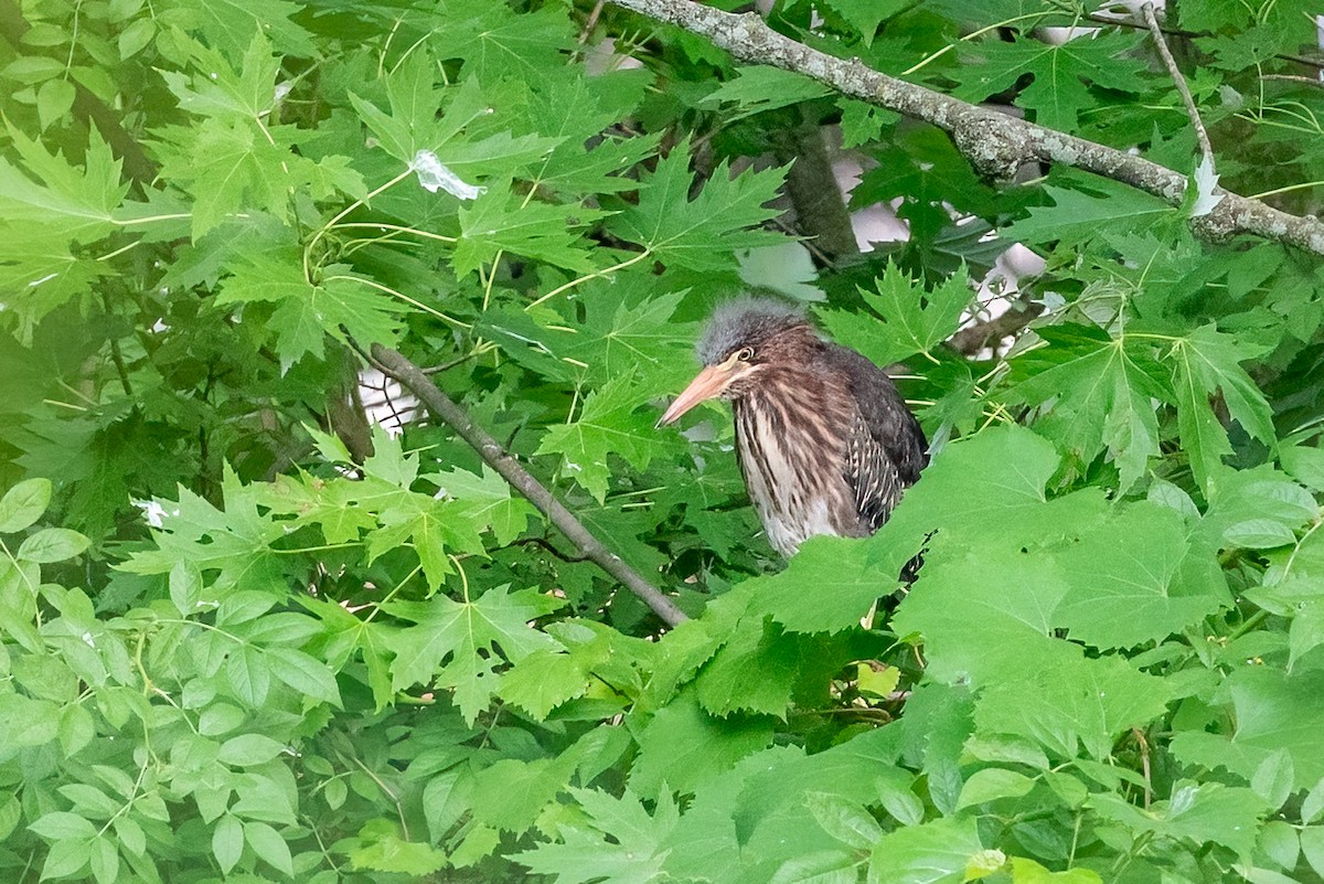 Green Heron - ML620602310