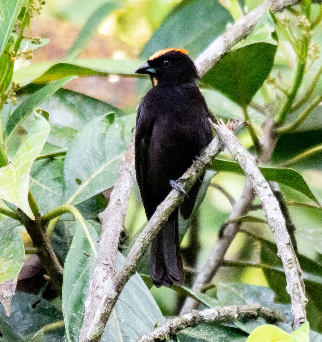 Flame-crested Tanager - ML620602314