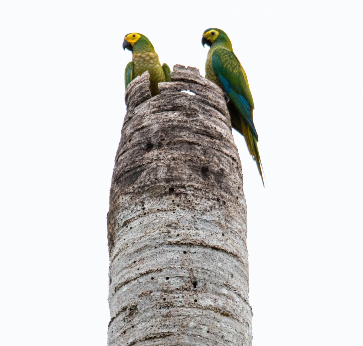 Red-bellied Macaw - ML620602320