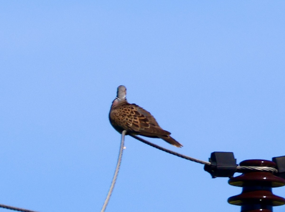 European Turtle-Dove - ML620602322