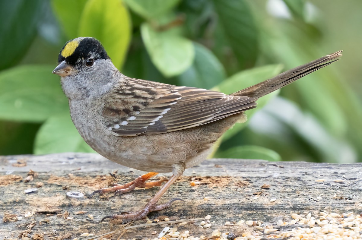 Golden-crowned Sparrow - ML620602323