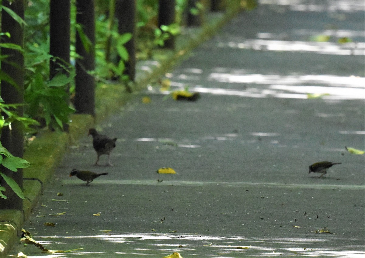 Orange-billed Sparrow - ML620602335