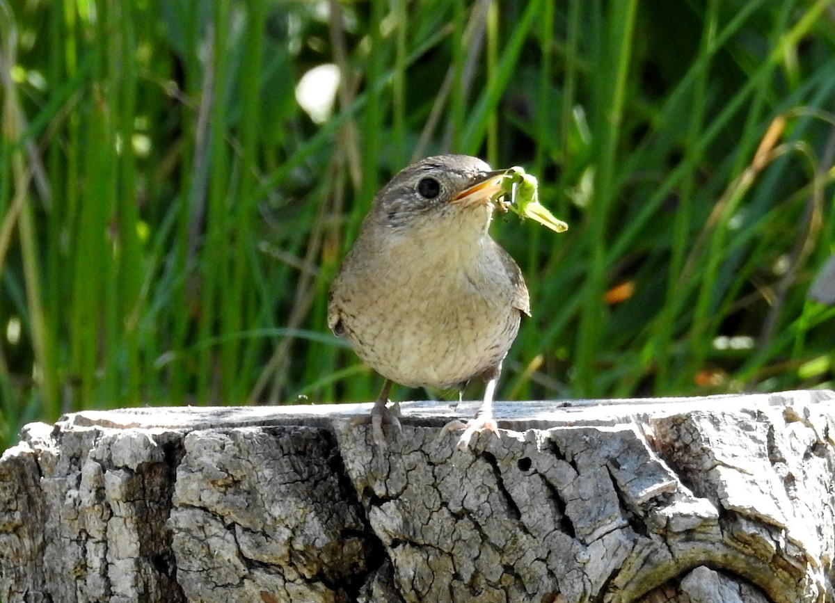 House Wren - ML620602337