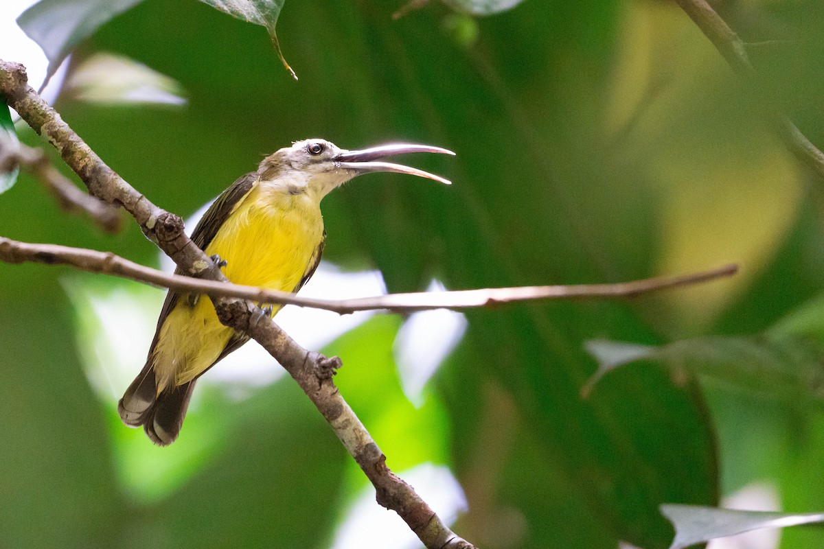 Little Spiderhunter - ML620602342