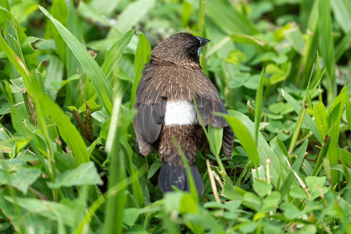 White-rumped Munia - ML620602343