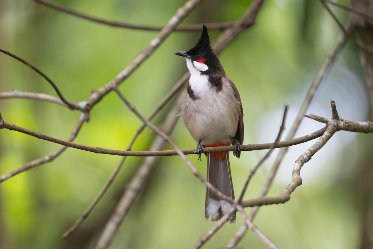 Red-whiskered Bulbul - ML620602346