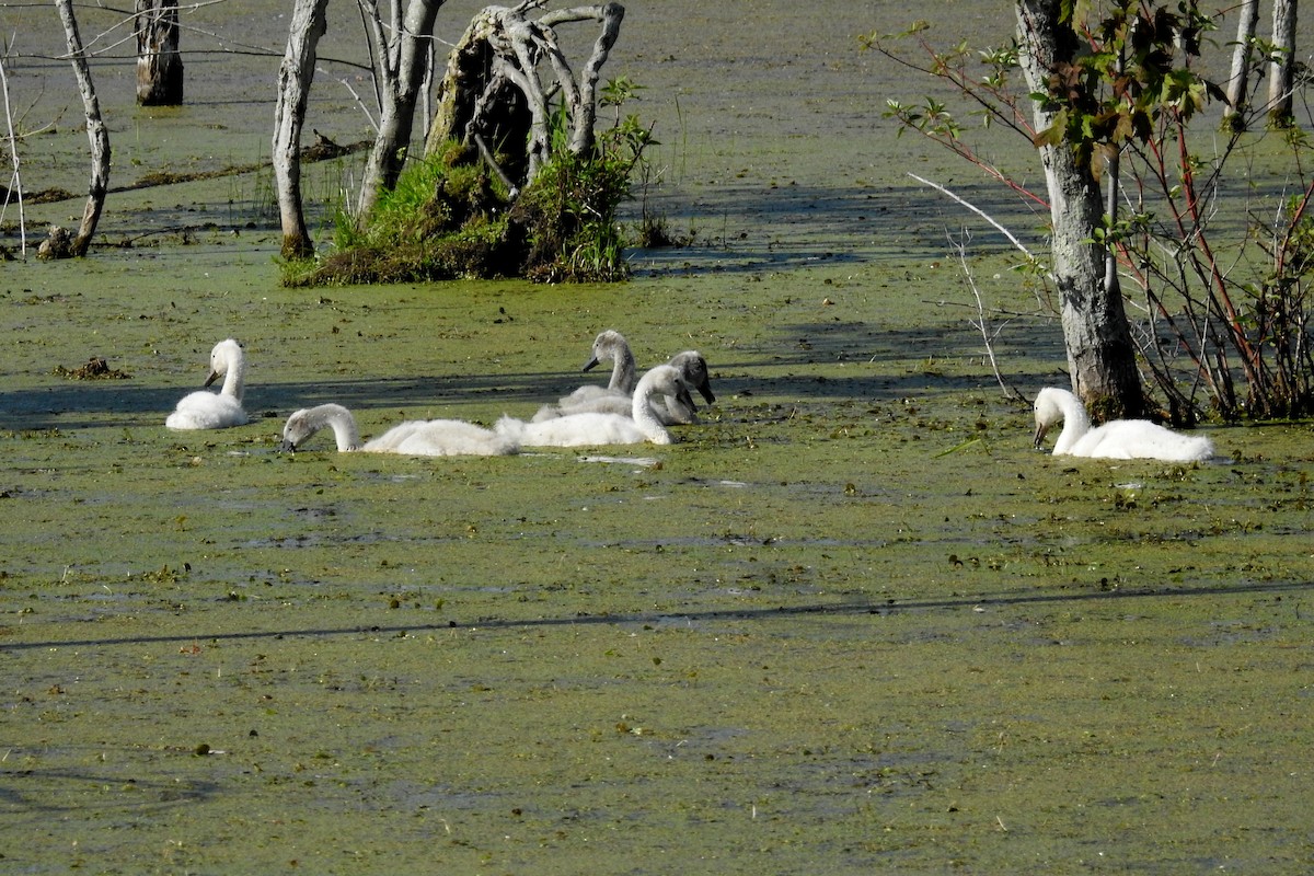 Mute Swan - David Bree