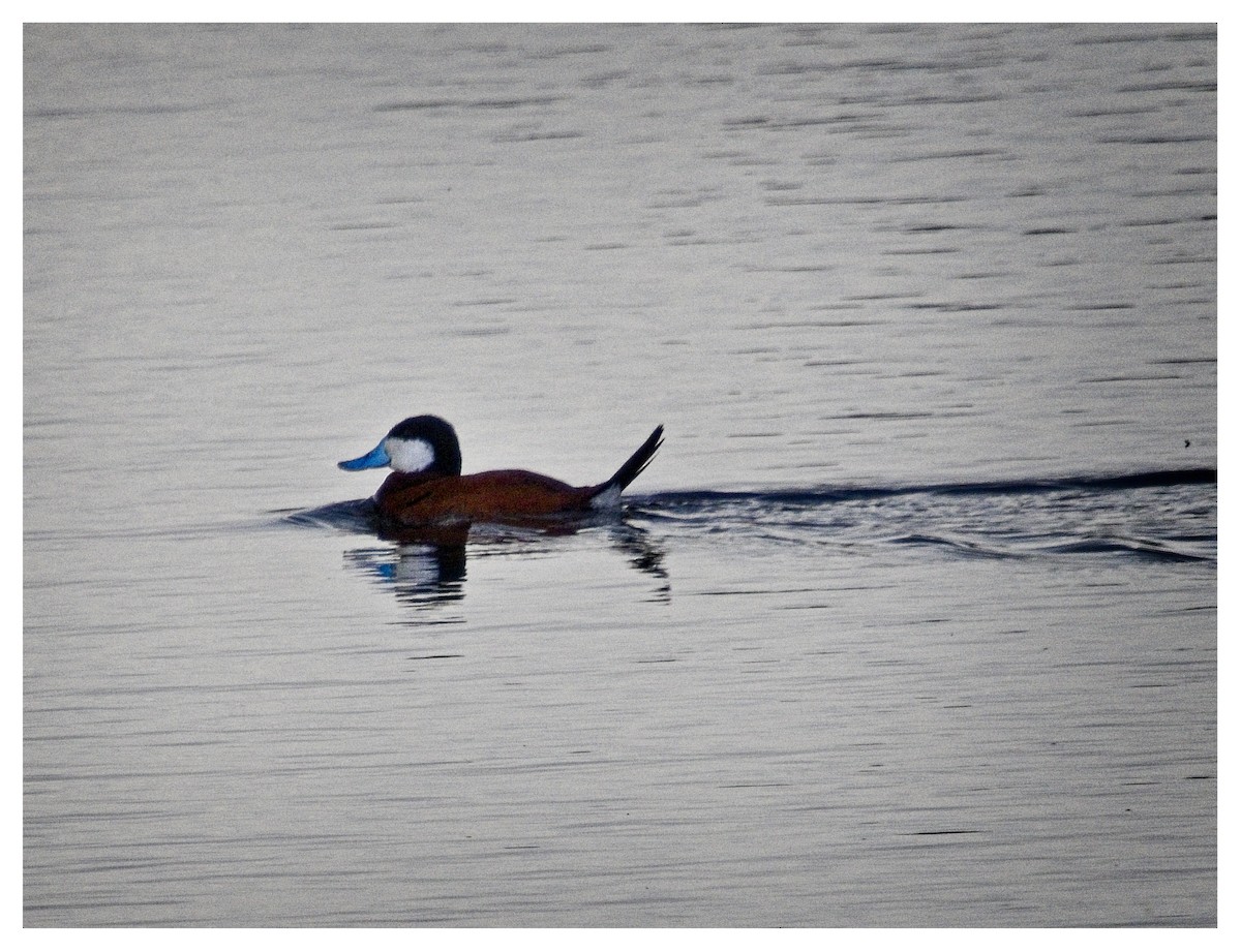 Ruddy Duck - ML620602353