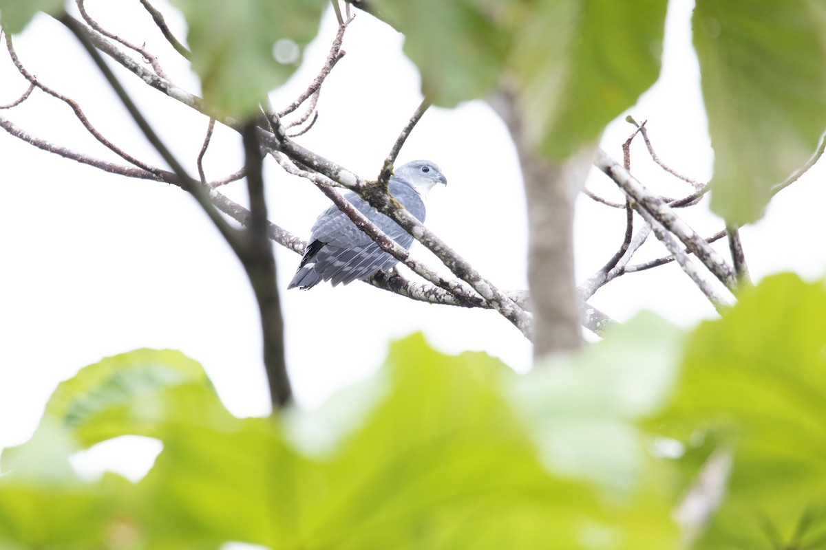 Gray-headed Kite - Alex Boas