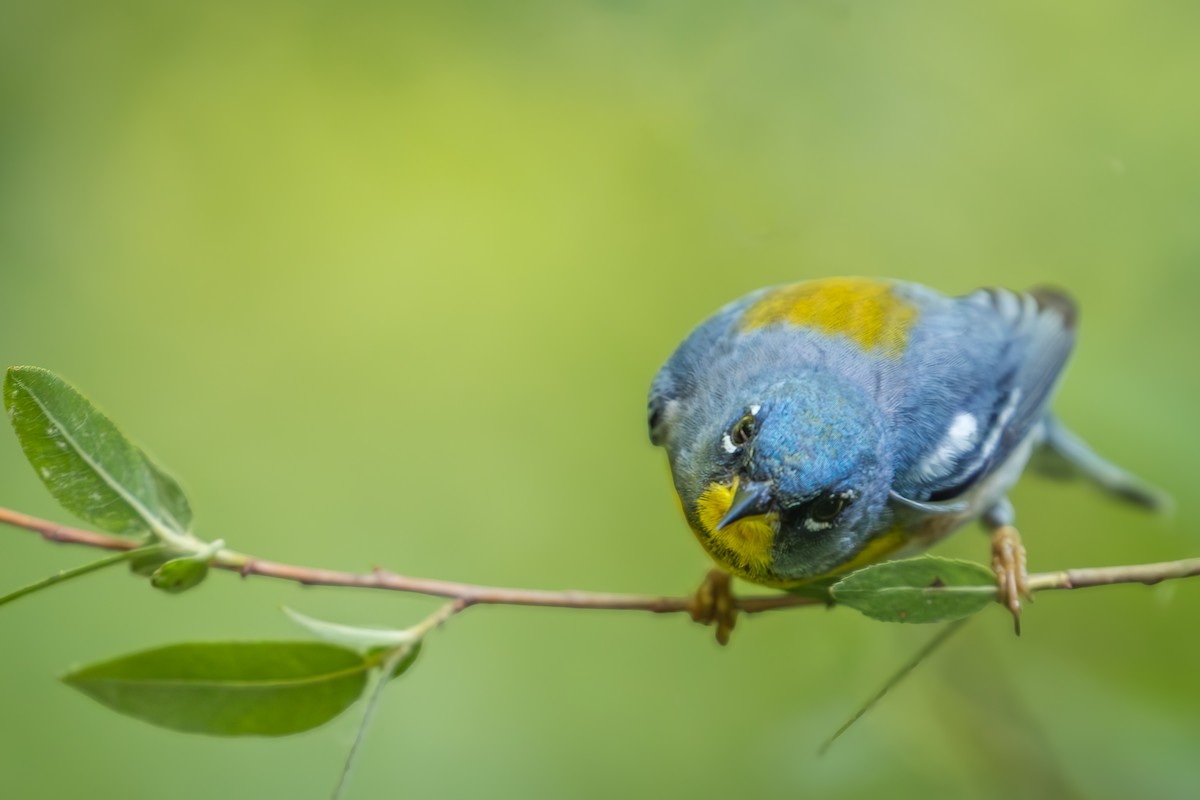 Northern Parula - ML620602356