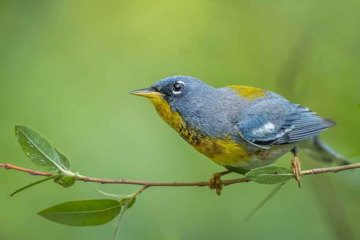 Northern Parula - ML620602357