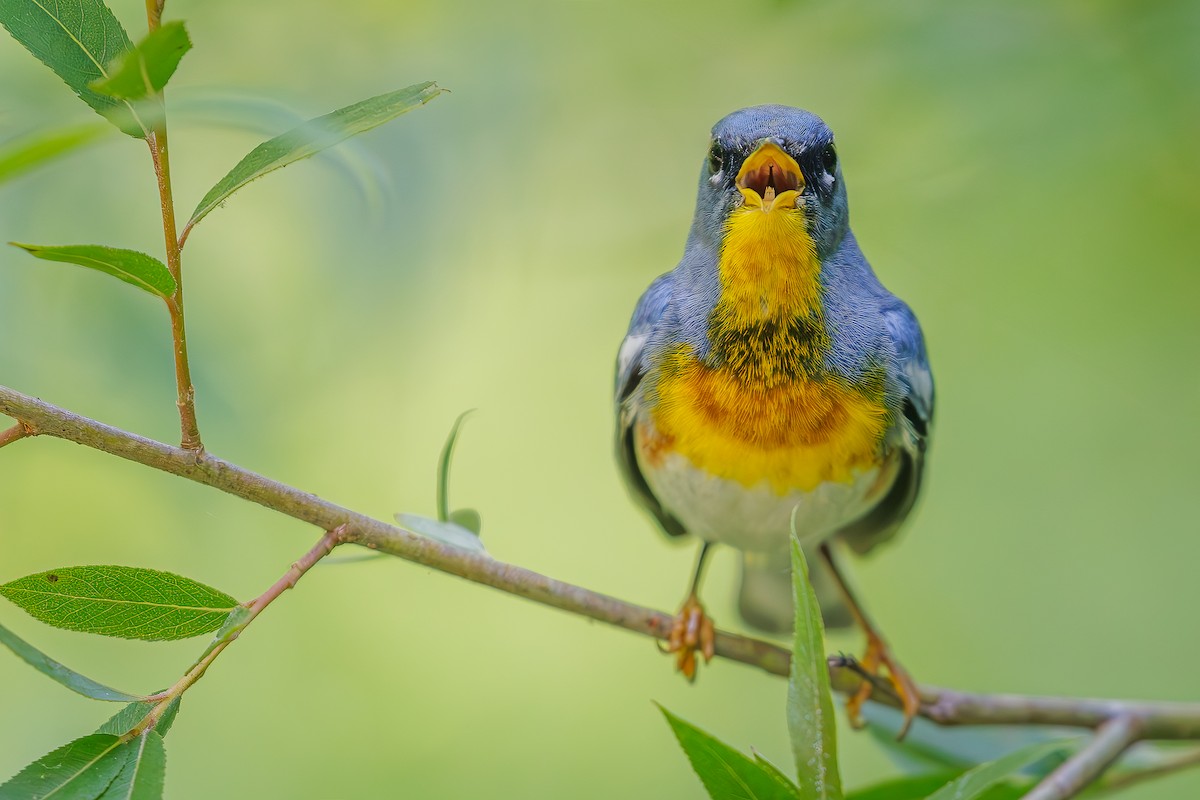 Northern Parula - Steve Chase