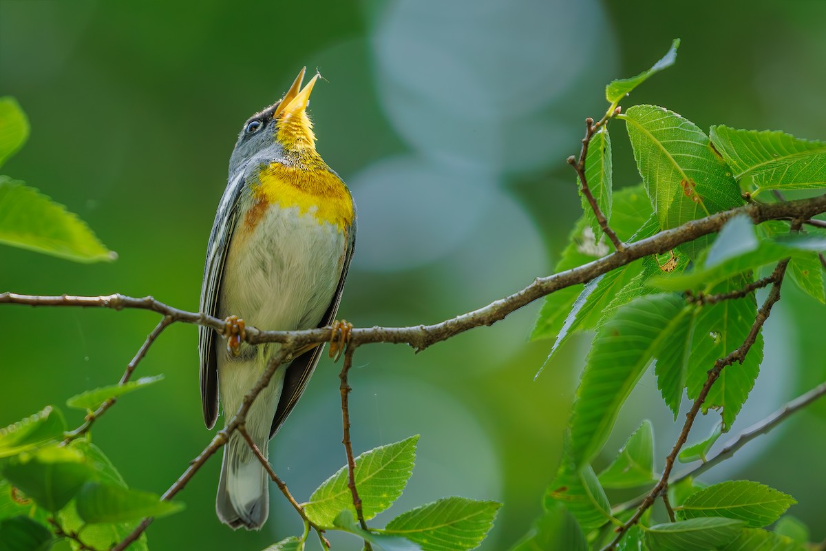 Northern Parula - ML620602360